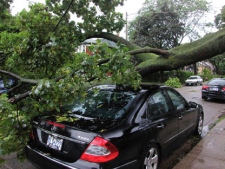 A tree sits on top of a car on Roe Avenue after a summer storm swept through Toronto Sunday afternoon. (Claude Rusinek)