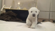 Polar bear cub at zoo takes first wobbly steps