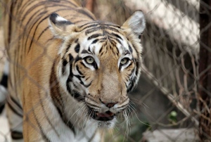 India scrambles to save endangered wild tigers