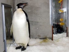 happy feet, emperor penguin
