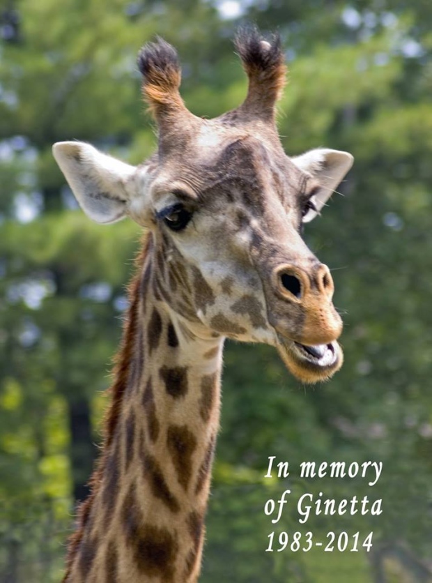 Toronto Zoo announces death of 30-year-old giraffe