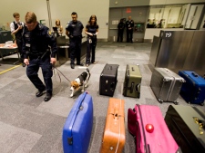 CBSA officer Ed Philman and Scout the food sniff dog check out some luggage during a demonstration of a typical secondary examination involving travellers arriving from abroad by the Canadian Boarder Services Agency at Pearson Airport in Toronto on Tuesday, Aug. 9, 2011. (THE CANADIAN PRESS/Aaron Vincent Elkaim)