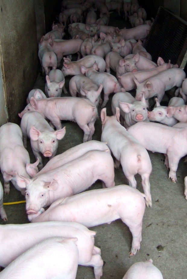 Ontario pigs virus