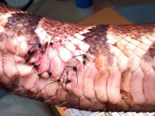 This photo provided by the City of Sacramento Animal Care Services shows a stitched wound on a python Friday, Sept. 2, 2011 in Sacramento, Calif. Police say the snake underwent emergency surgery after David Senk, 54, allegedly bit the creature twice. The python was turned over to the city's Animal Care Services, where it was recovering after losing a couple ribs. (AP Photo/City of Sacramento Animal Care Services, Gina Knepp)