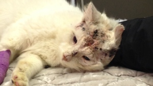 Cat recovering after being shot with pellet gun