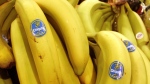 Chiquita bananas are on display at a grocery store on Aug. 3, 2005. (AP/Amy Sancetta)