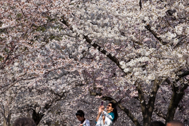 Cherry blossoms reach peak bloom in D.C.