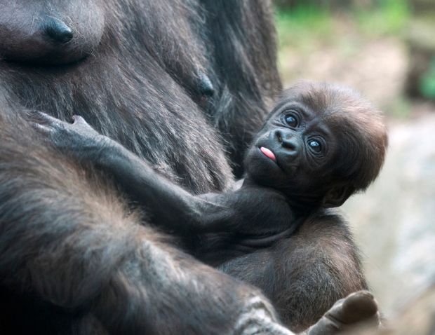 Gorilla babies Bronx Zoo 