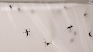 Mosquitoes are seen inside a stock cage in a mosquito labaratory at the London School of Hygiene and Tropical Medicine in London, Thursday, May 30, 2013. Little black mosquito-like insects called midges have descended on the city. (AP Photo/Sang Tan)