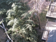 A tree is downed in the courtyard of a an apartment in Calgary on Sunday, Nov. 27, 2011. (Andrey Mirtchovski / MyNews.CTV.ca)