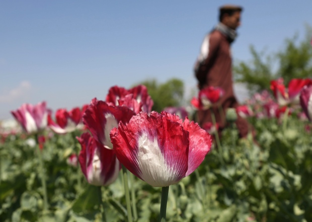 Afghan opium 