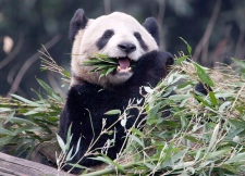 Female panda Er Shun may be pregnant