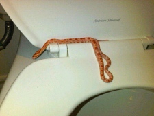 This photo shows a corn snake that was found in a Brampton family's home Monday, Dec. 12, 2011. (Photo courtesy of Dalwood Arian)