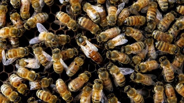 Honeybees in Maryland