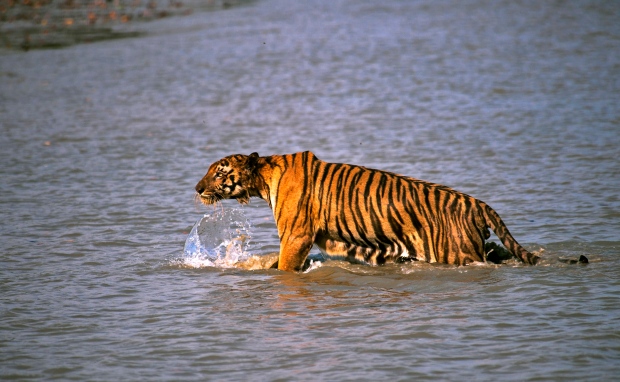 Tiger snatches man from fishing boat