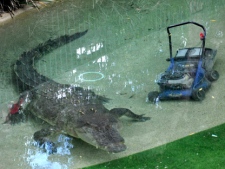 Elvis, a giant saltwater crocodile swims next to a lawnmower in his pool at the Australian Reptile Park at Gosford, Australia, Wednesday, Dec. 28, 2011. The five-metre,100-pound crocodile lunged out of its lagoon at a park worker tending to the lawn before stealing his lawn mower. (AP Photo/Libby Bain)