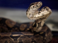 A boa constrictor sits in a cage in this file photo. (AP Photo/Seth Wenig)