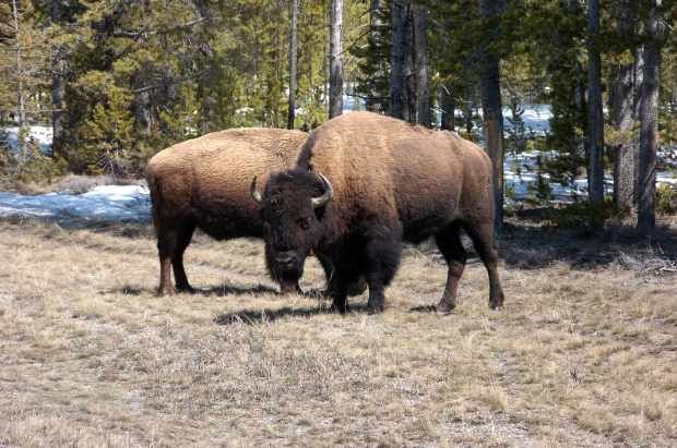 Bison killed in collision with SUV