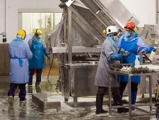 Maple Leaf Foods workers clad in protective clothing clean equipment on one of the suspect food processing lines at the facility in Toronto on Thursday August. (THE CANADIAN PRESS/Frank Gunn)