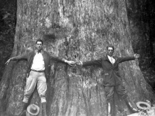 In this 1920's photo from the Florida State Archives, two men stand together and spread their arms to give an indication of the size of "The Senator," a giant bald cypress tree at Big Tree Park in Seminole County north of Longwood, Fla. The 118-foot-tall bald cypress caught fire early Monday, Jan. 16, 2012 and collapsed. Seminole County Fire Rescue spokesman Steve Wright told the Orlando Sentinel that the tree burned for several hours from the inside out. (AP Photo/Florida State Archives via Orlando Sentinel)
