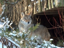 A coyote peers down from a backyard of the Neville Park ravine in the Beach neighborhood in Toronto on Dec. 31, 2008. (THE CANADIAN PRESS/Silvio Santos)
