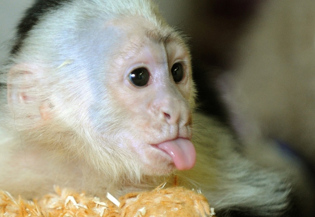 Bieber's monkey 