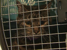 Ripples the cat escaped from a carry-on crate on an Air Canada flight and ended up hiding in a small opening beneath the plane's cockpit on Wednesday, Jan. 25, 2012. (CTV)