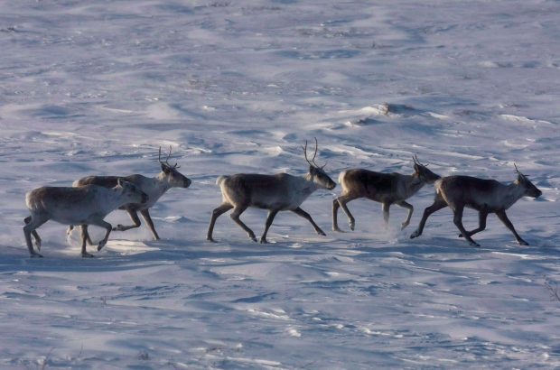 Scientists study seismic line to save caribou
