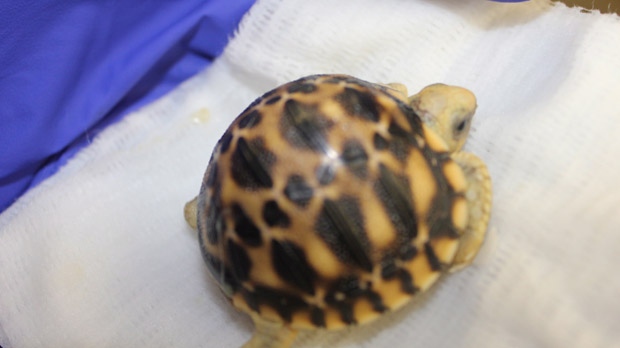 Burmese star tortoise
