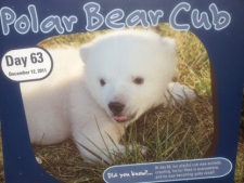 Toronto Zoo introduced its new polar bear cub Friday, Feb. 3, 2012. The bear was born to Aurora in October 200. (Handout)