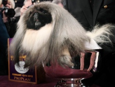 Malachy, a Pekingese, sits in a trophy after being named best in show at the 136th annual Westminster Kennel Club dog show in New York, Tuesday, Feb. 14, 2012. (AP Photo/Seth Wenig)