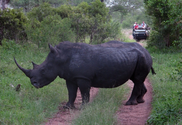 rhino hunting