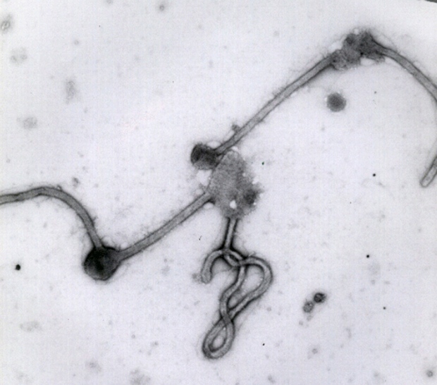 Ebola virus file 