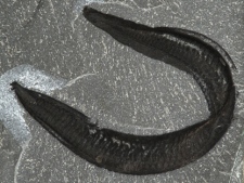The fossil of Pikaia gracilens is shown in this undated photo. (THE CANADIAN PRESS/HO, University of Toronto)