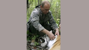 Vladimir Putin, tiger