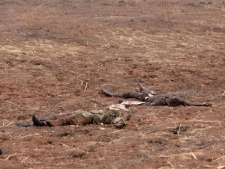 Dead bodies are seen on the ground in the oil-rich border town of Heglig, Sudan, Monday, April 23, 2012.(AP Photo) 