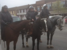 Members of Toronto Police Service's mounted unit are pictured on Danforth Avenue during a special road safety blitz, dubbed Intersection Look Out, on Thursday, April 26, 2012. (CP24/Cam Woolley)