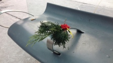 Memorial, homeless man's death, flower