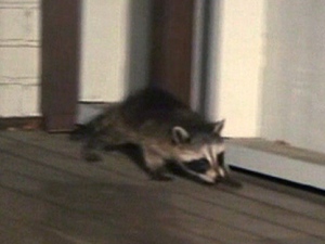 A raccoon cub that made its way inside a Columbine Avenue house, along with its mother and a second cub, early Thursday, May 3, 2012, is pictured.