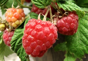 Raspberries grow on the patio of a home near Langley, Wash., in this June 19, 2013 photo. (AP / Dean Fosdick)