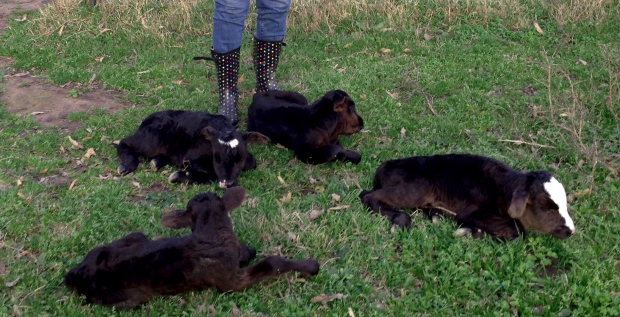 four cow calves