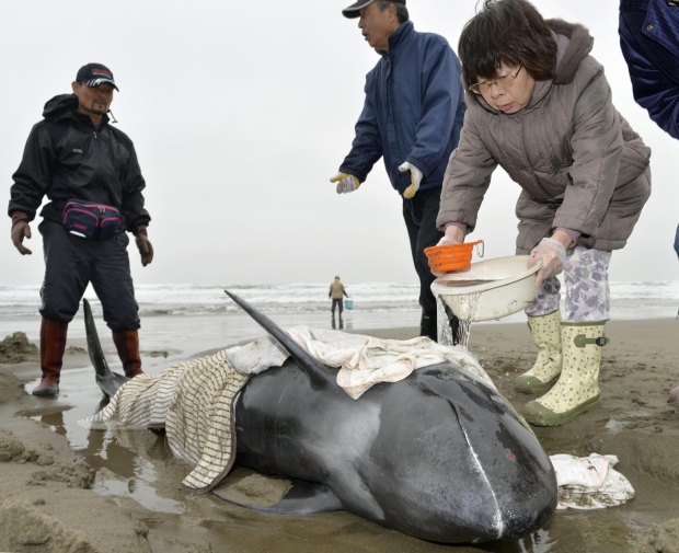 Japan beached dolphins rescue