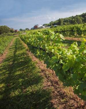 Norfolk County winery
