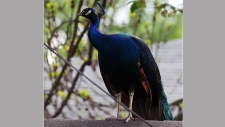 Escaped High Park Peacock 