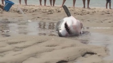 stranded shark rescue