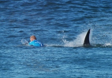 surfer escapes shark