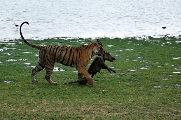 tigers, India