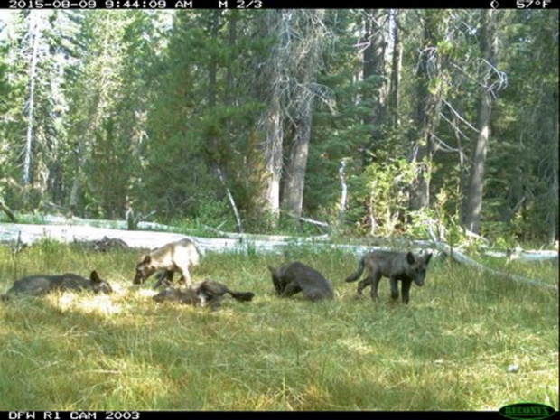 California wolves