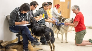  Pet owners in Sandy Lake First Nation lined up to get their dogs examined, spayed and neutered and vaccinated by the veterinary team from Toronto Humane Society. (Willow Blasizzo/Sandy Lake First Nation/CP24)