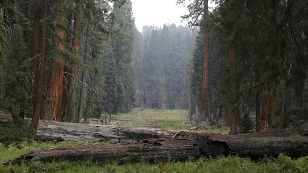 Giant Sequoias stressed by drought